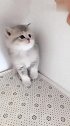 猫：别过来，我很凶的哦！