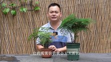 养护文竹，2点错误不纠正，分分钟变成黄竹！