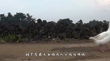 鹅群中出现一只“另类”，天天与鹅同吃同住，被欺负还有人撑腰