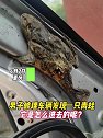 重庆：男子修理车辆时发现一只青蛙，它是怎么进去的呢