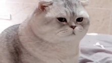 大胖猫今天没喝到奶粉，整只猫都无精打采的，小表情委屈巴巴！