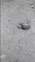 猫主人我脖子上是什么东西，快给我拿下来！