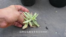 叶插多肉，牢记1点，夏季也能活！