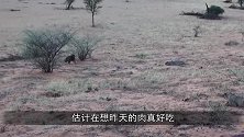 斑马过河走神，不料对岸有5头狮子，下一秒，憋住别笑！