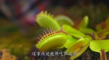 把汉堡喂食捕蝇草会怎样？小伙大胆一试，下一秒太意外了！