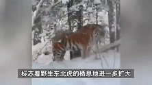 野生东北虎时隔30年再现长白山，直面镜头眼神犀利，“大王”范儿霸气侧漏