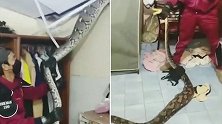 泰国一条蟒蛇吃掉宠物猫 肚子鼓胀压破天花板