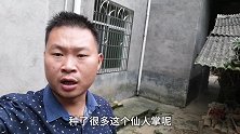 种了8年的仙人掌结果了，家人都是第一次见，这个果子能吃吗？