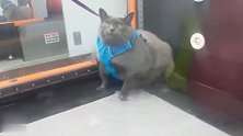带着肥猫去健身减肥，没想到猫咪全程敷衍，还嘲笑主人