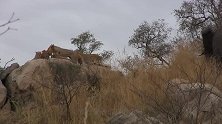 狮群夜间出动捕食大象，大象拼命跑进树林，还是难逃一劫