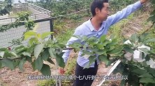 车厘子树摘心控旺要到位，明年结果花芽已呈现，控旺真的很关键