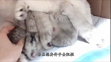 小气鬼！主人摸了一下小奶猫，猫妈妈却瞬间变脸