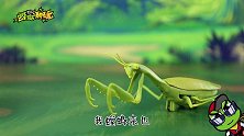 动物科普：害虫克星螳螂是如何捕捉虫子的？