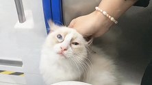 乘坐地铁的猫崽崽，乖巧的不得了