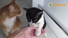 铲屎官把猫咪画的栩栩如生，拿进后仔细一看，差点笑喷