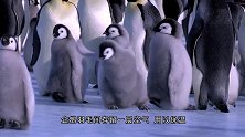 两只小企鹅学企鹅叔叔打架，被妈妈教育了，小企鹅委屈的哭了