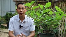 秋季养绣球花，在入冬前，这2件事必须要做好，明年开花会更加多