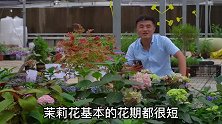 绣球叶子黑边怎么办？茉莉花自己掉？老花医相声养花每日一答。