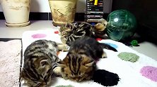 趴在毯子上睡觉的猫咪们，这睡着的样子，很是可爱呢！