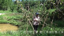 幺妈和幺叔：黄小妹打理豇豆地准备做下季菜，回家做一道水煮腰花