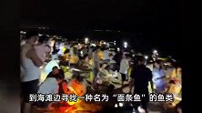 山东一地现魔幻赶海现场，几万人凌晨点亮沙滩，面条鱼根本抓不完