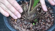 养蕙兰，要想它开花，这些“弱芽”就去掉，养分足了，开花才大