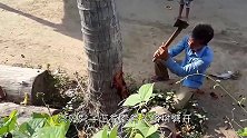 枯树里有“黄金液体”，男子劈开一棵枯死的椰子树，有重大发现！