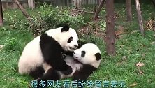大熊猫天不怕地不怕，就怕梅妈妈说四川话，团子见到她发火