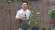 月季花修剪好处非常多，看完明白了