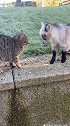 猫咪这就是羊癫疯发作了吗？