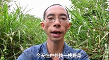 农村人为什么喜欢吃野菜？有哪些充分的说服力，一起来了解下吧