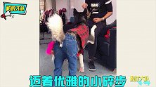当宠物碰上二货主人，这些奇葩装扮，闪瞎我的眼