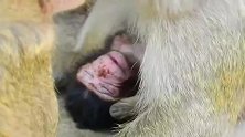 刚出生的小猴仔是睡着了，你不要多想了