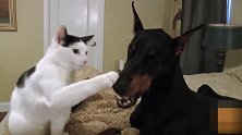 猫咪伸爪子给狗一个“摸头杀” 狗狗的反应笑死人
