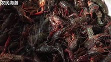 海潮买了10斤小龙虾，清洗出技巧了，这样方便又干净
