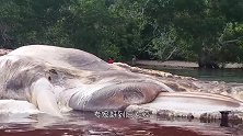 海边惊现“庞然大物”，引得上千人围观，专家大惊马上撤离！