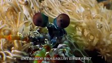 世界上最凶猛的虾：拳头冲击力能达120斤，防弹玻璃才养得了！