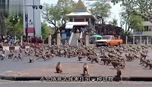 这里的猴子随处可见，当地掀起抓猴子热潮，抓到后五花大绑