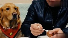 爸爸喂金毛吃百香果，金毛吃了，猛揍主人，太逗了