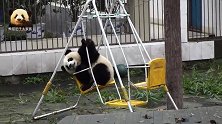 熊猫正正坐在椅子上，小腿儿晃晃，椅子摇摇，好悠闲的时光