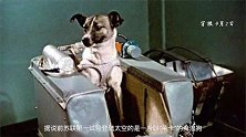 一场没有硝烟的战争，牺牲的居然是一只猴子一条狗，真相只有无奈