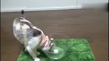 猫咪死了被主人埋在树下，几个月后，猫咪坟头的东西让主人泪崩！