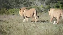 独狮王面对3头新雄狮的入侵，见面就打毫不犹豫
