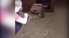 熊孩子萌娃，利用红外线逗猫咪，把猫咪困到陷阱里！
