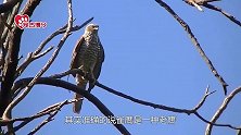 雀鹰究竟是雀还是鹰？雀鹰：别看我个子小，我可是猛禽