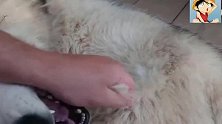 二哈第一次脱毛，主人一拽一把，二哈当时就不干了！