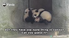 笑喷！  熊猫宝宝打群架，场面一度失控，网友大呼好可爱！