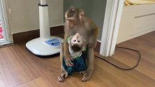 小猴努伊对好像博尼像母猴和小猴一样，好温馨的场面！