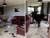 澳大利亚：两头奶牛闯进主人房子大肆破坏，粪便垃圾满地