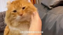 橘猫对铲屎官的脚情有独钟，看见铲屎官的脚它都想咬一口！